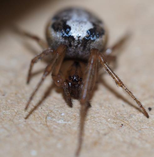 Zygiella x-notata